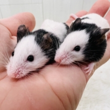 超ミニサイズなﾁｭｰちゃん💕パンダマウスの女の子🐼