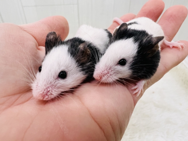 超ミニサイズなﾁｭｰちゃん💕パンダマウスの女の子🐼