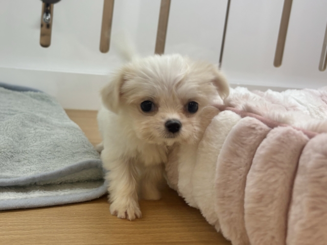 チワマル（マルチワ）