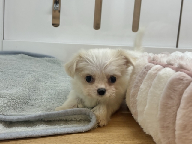 チワマル（マルチワ）