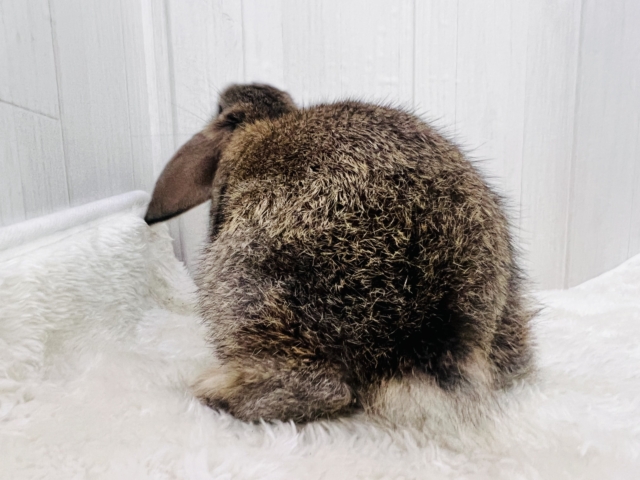 ロップイヤーラビット