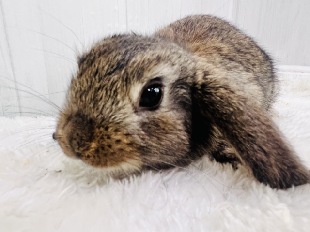 ロップイヤーラビット