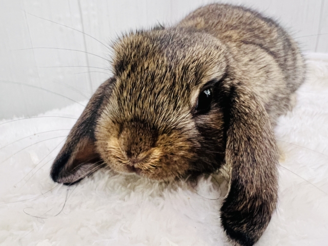 ロップイヤーラビット