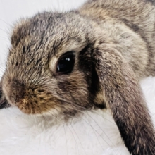 可愛いおさげ🍒ロップイヤーのBaby入舎です💗