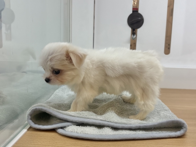 チワマル（マルチワ）