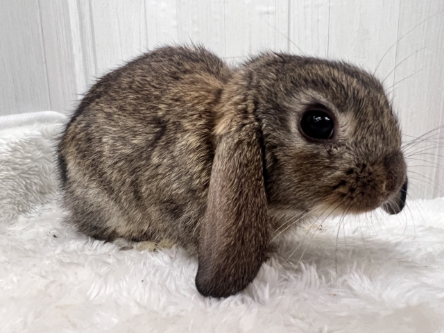 ロップイヤーラビット