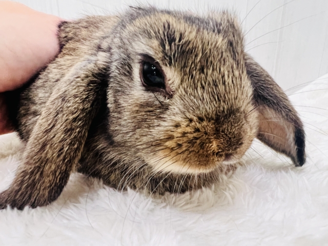 ロップイヤーラビット