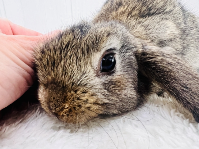 ロップイヤーラビット