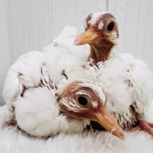 ワキワキ💕純白ギンバトの超お雛ちゃん🕊️入舎しました！