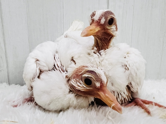 ワキワキ💕純白ギンバトの超お雛ちゃん🕊️入舎しました！