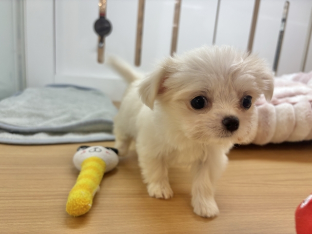 チワマル（マルチワ）