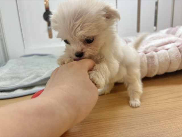 チワマル（マルチワ）