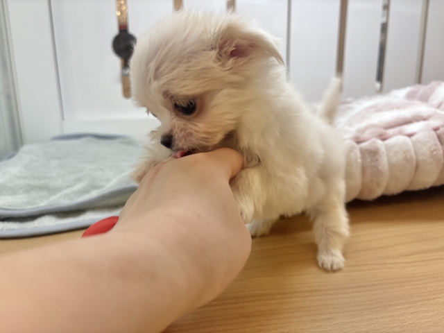 チワマル（マルチワ）