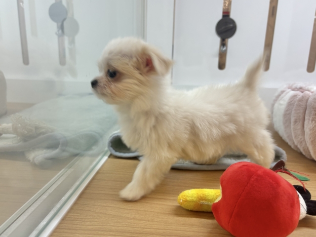 チワマル（マルチワ）