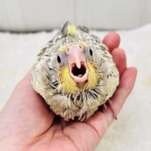 ｼﾞｬｰｼﾞｬｰ！元気いっぱい♡パールたっぷりなオカメインコ（シナモンパール）