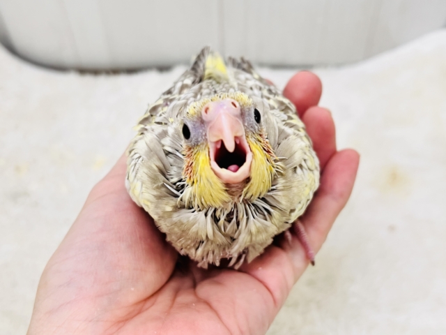 ｼﾞｬｰｼﾞｬｰ！元気いっぱい♡パールたっぷりなオカメインコ（シナモンパール）