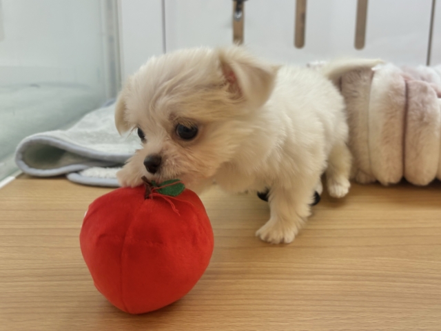 チワマル（マルチワ）