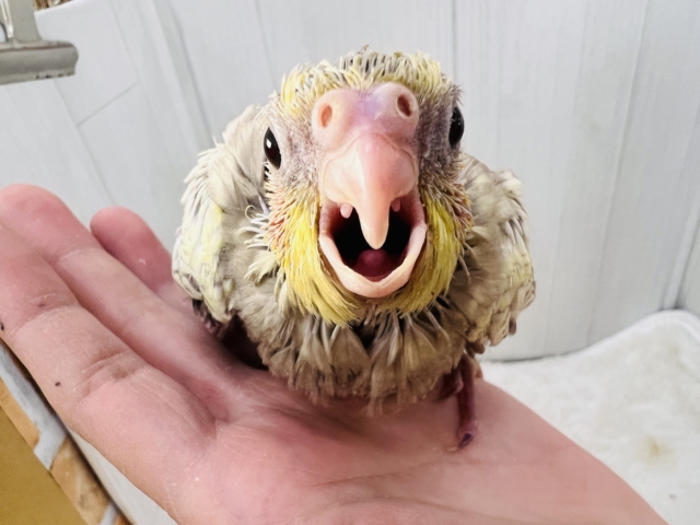 オカメインコ