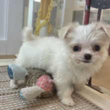 たくさんペロペロするけど許してねっ♥チワマルちゃん！