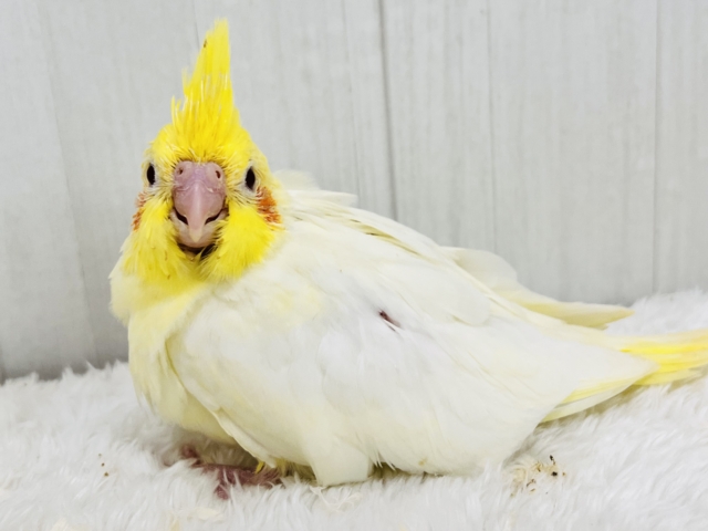 オカメインコ