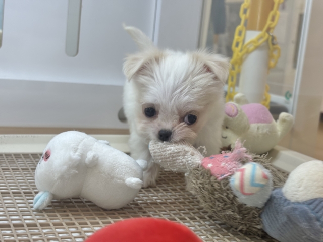 チワマル（マルチワ）