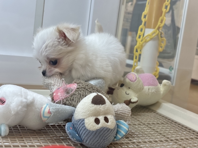 チワマル（マルチワ）