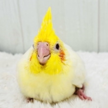 どっしり控えめ？オカメインコのルチノーの雛入舎しました♡