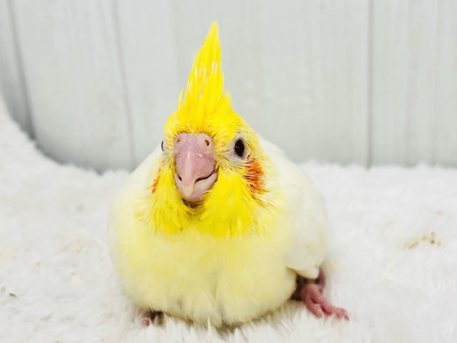 どっしり控えめ？オカメインコのルチノーの雛入舎しました♡