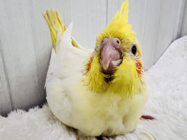 オカメインコ