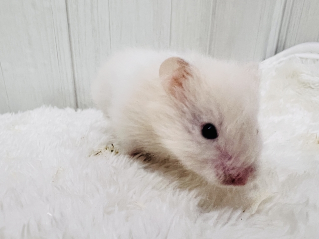 ゴールデンハムスター