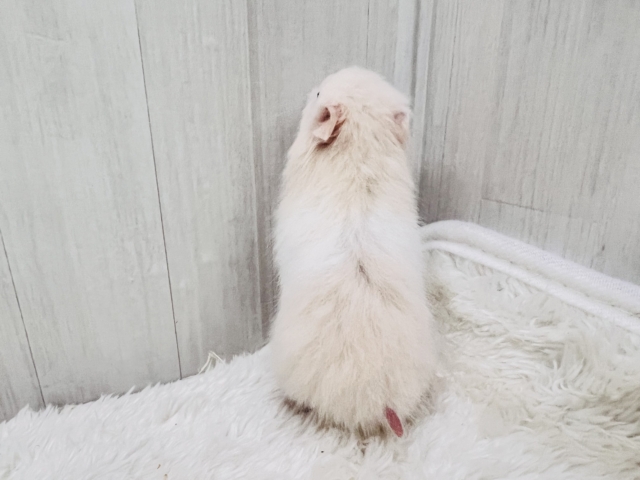 ゴールデンハムスター