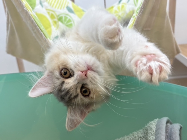 目元の模様がチャームポイント♥サイベリアンちゃん！