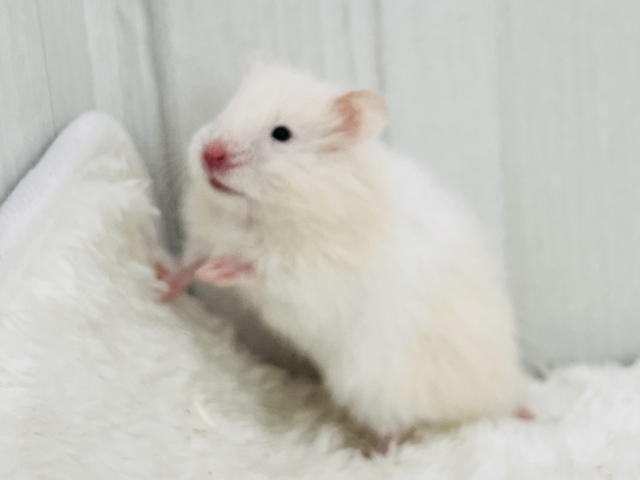 ほわっとまった〜りなダブルクリーム🧁激レアなカラーハムスタ🧡