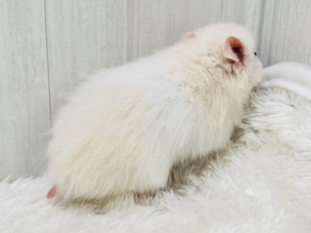 ゴールデンハムスター