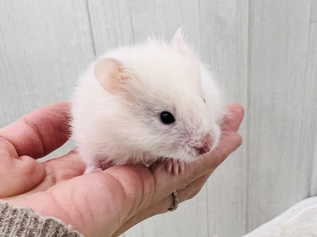 ゴールデンハムスター