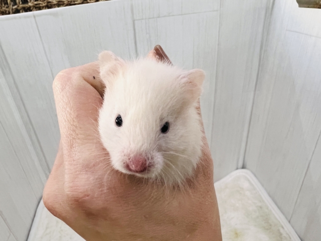 ゴールデンハムスター