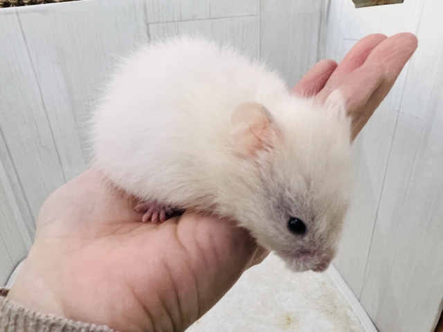 ゴールデンハムスター