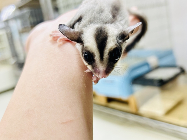 フクロモモンガ