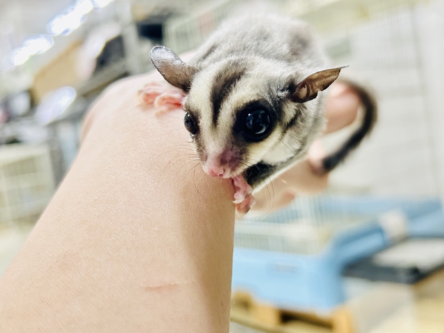 フクロモモンガ