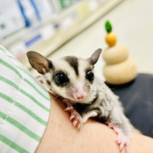 【最新画像更新☆☆】ミルクうまうま🍼　フクロモモンガ