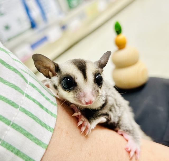 【最新画像更新☆☆】ミルクうまうま🍼　フクロモモンガ