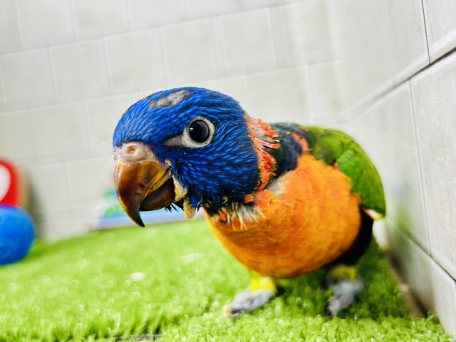 ゴシキセイガイインコ