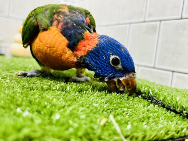 【最新画像更新☆☆】雨あがりはハレバレレインボー🌈(^_-)-☆ ゴシキセイガイインコ ゴシキセイガイインコ