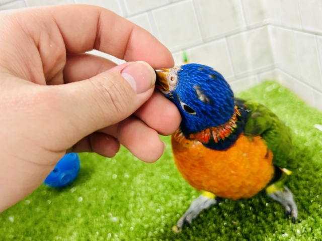 ゴシキセイガイインコ