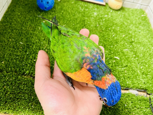 【最新画像更新☆☆】雨あがりはハレバレレインボー🌈(^_-)-☆ ゴシキセイガイインコ ゴシキセイガイインコ