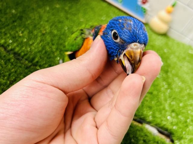 【最新画像更新☆☆】雨あがりはハレバレレインボー🌈(^_-)-☆ ゴシキセイガイインコ ゴシキセイガイインコ