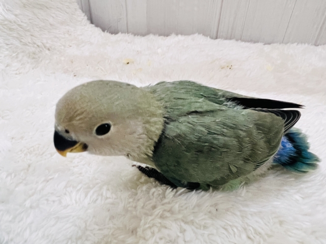 コザクラインコ（小桜インコ）