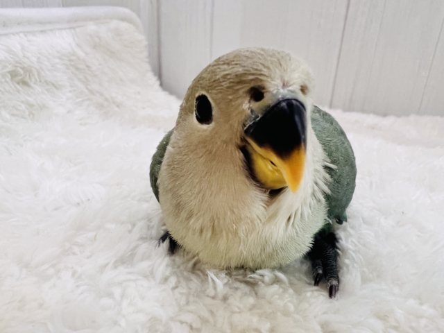 最新画像更新✨もこもこ~💚可愛いお布団🎶小桜インコのシーグリーン🐥 コザクラインコ(小桜インコ)
