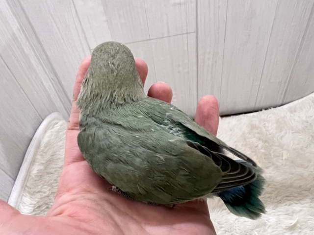 最新画像更新✨もこもこ~💚可愛いお布団🎶小桜インコのシーグリーン🐥 コザクラインコ(小桜インコ)