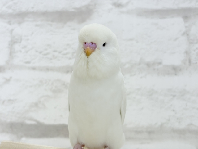 ジャンボセキセイインコ